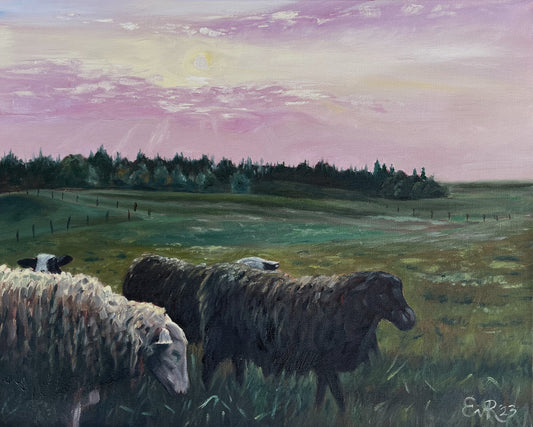 "Three ewes at dusk"
